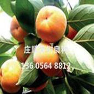 特大鑼盤柿