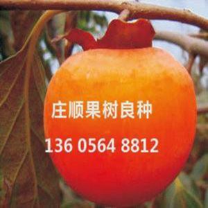 紅燈籠柿苗