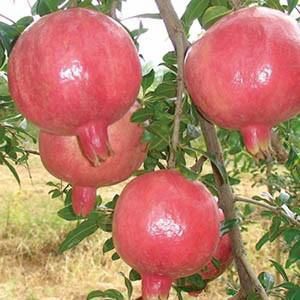 蒙陽(yáng)紅