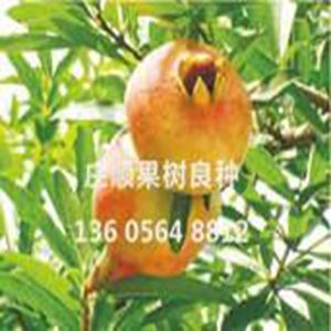 豐蜜王