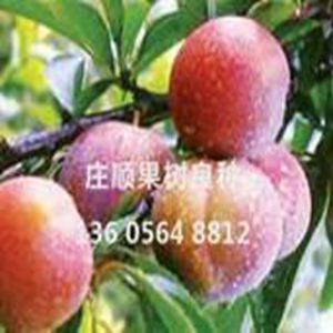 安農美李