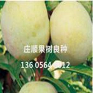 風味皇后