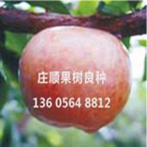 紅天鵝絨