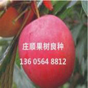 皇家天鵝絨