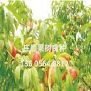 萬壽紅果苗