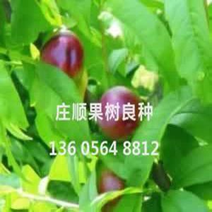 南方早豐