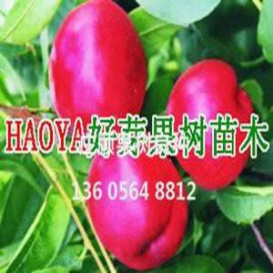 千年紅