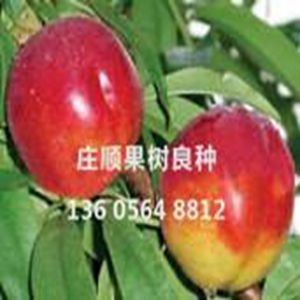 金碩