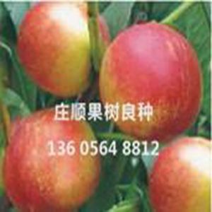 短枝紅