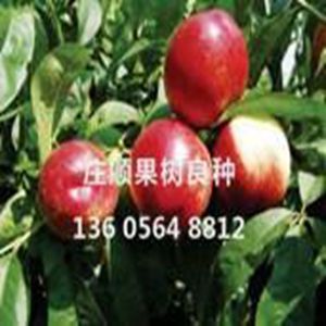中油10號