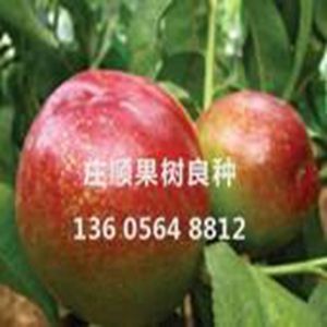 太陽王果苗