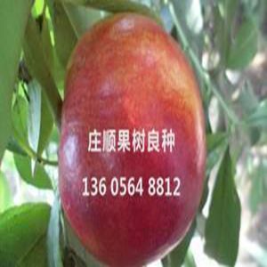 麗春油桃苗