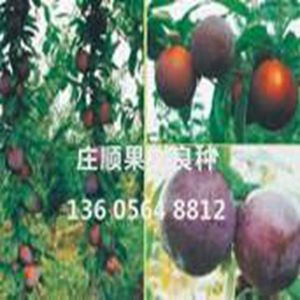 中國黑油王桃苗