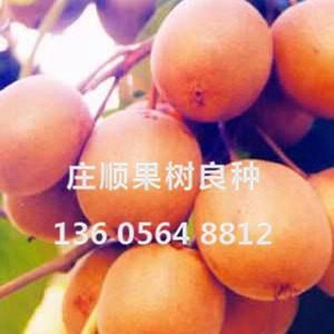 金果獼猴桃苗