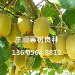 紅華獼猴桃苗