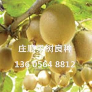 魁蜜獼猴桃苗