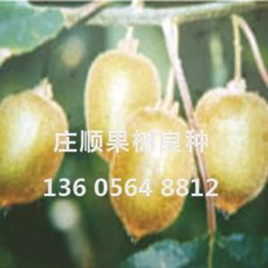 秦美獼猴桃苗