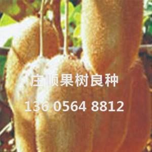 新美獼猴桃苗
