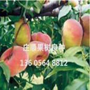 燕蟠桃樹苗