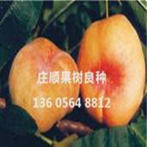 晚油蟠桃樹苗