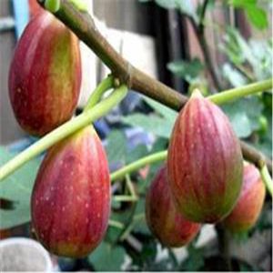 波姬紅無(wú)花果苗