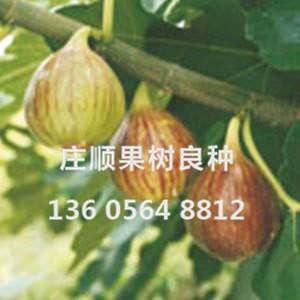 布蘭瑞克無(wú)花果苗