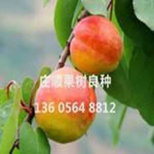 紫香玉