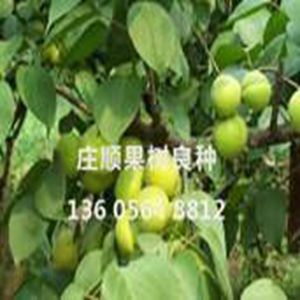 銀香白杏
