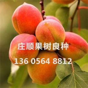 波卡特