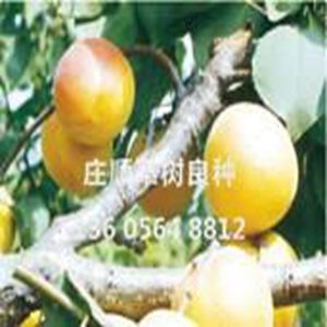 端陽杏