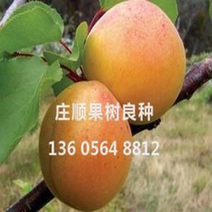 大紅壽桃杏