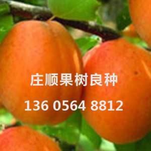 雙甜巨杏苗