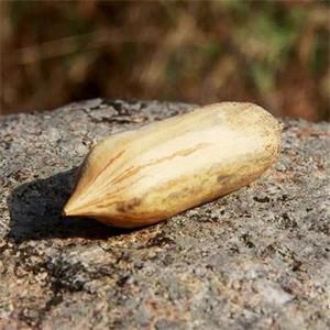 馬罕干果