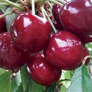 俄羅斯8號