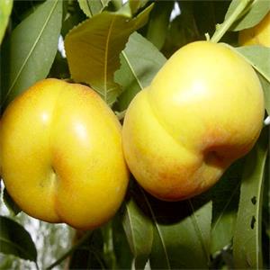 油蟠桃10號