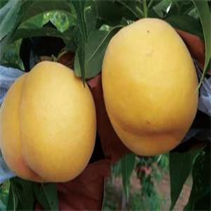 黃金蜜0號