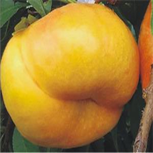 風(fēng)味天后