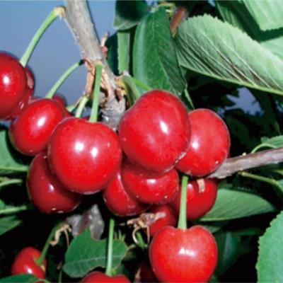 紅冠櫻桃苗