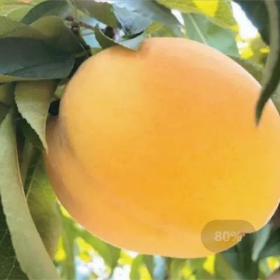 金星黃桃