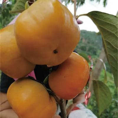 陽豐