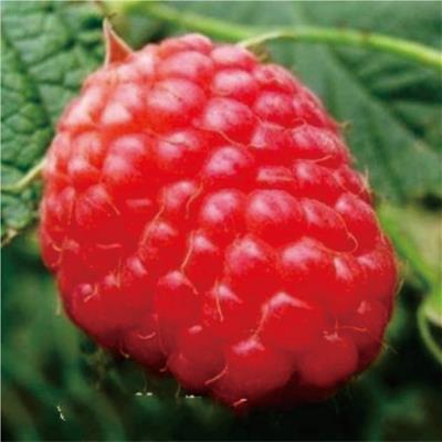 頂峰雙季紅樹莓
