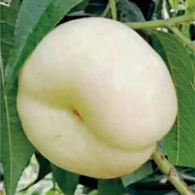 中油蟠6號