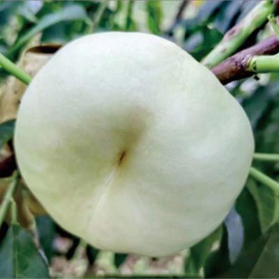 中油蟠8號